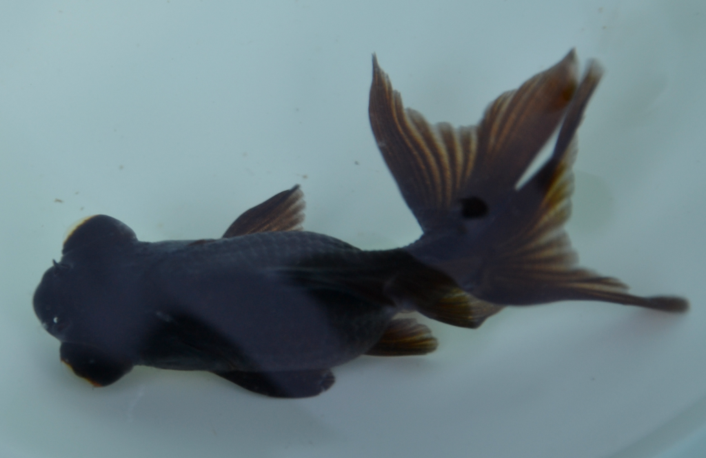 Fekete teleszkópszemű